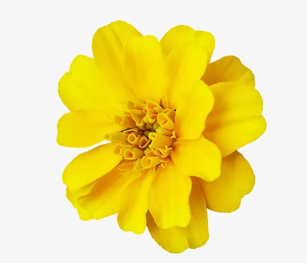 黄色菊花免抠