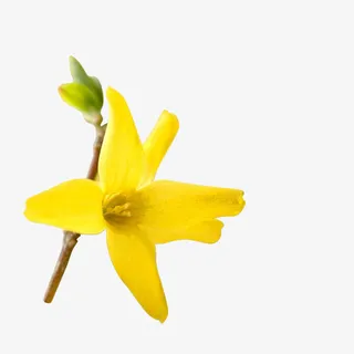 连翘药材中药免抠