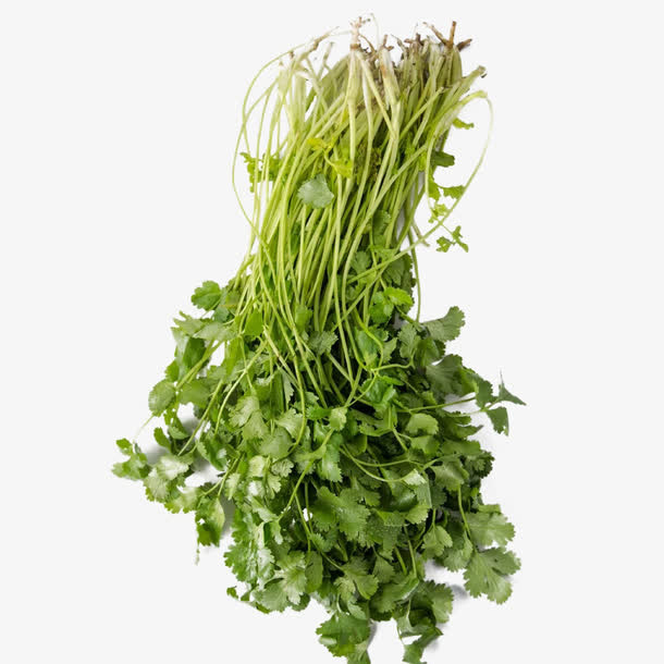 香菜免抠素材免抠
