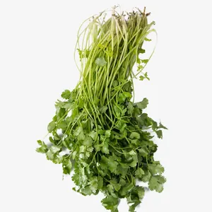 香菜免抠素材免抠
