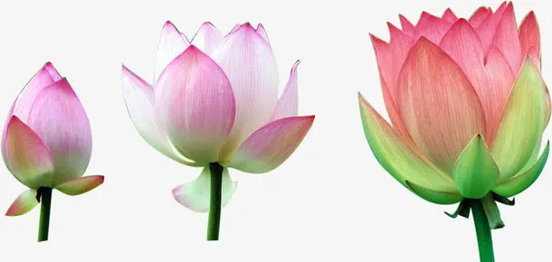 花开免抠