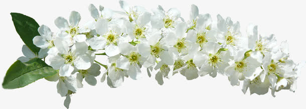 白色鲜花免抠