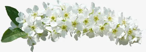 白色鲜花免抠