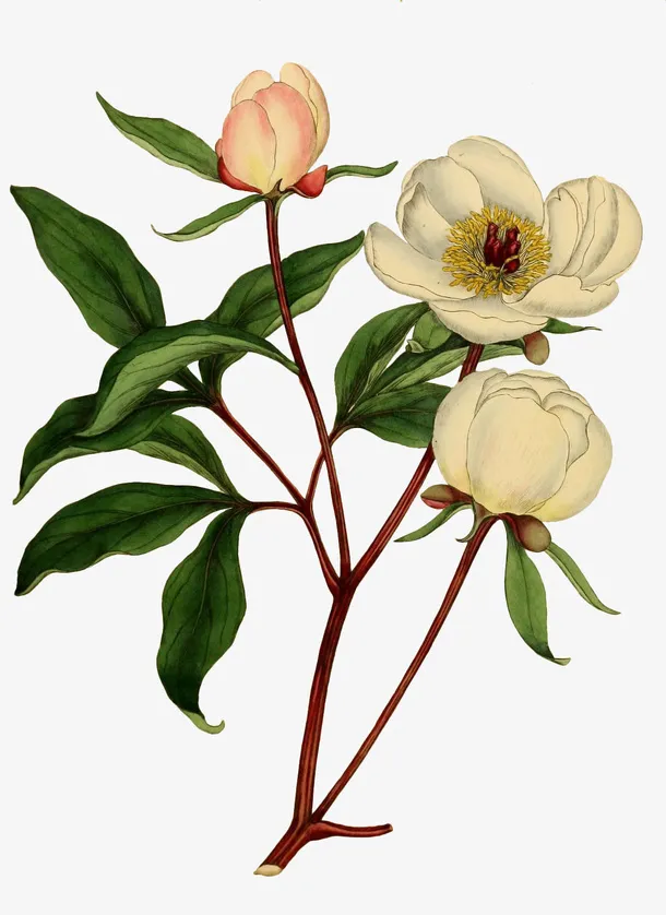 文艺清新花草海报设计装饰免抠