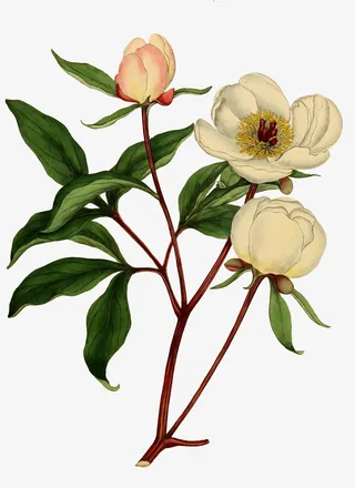 文艺清新花草海报设计装饰免抠