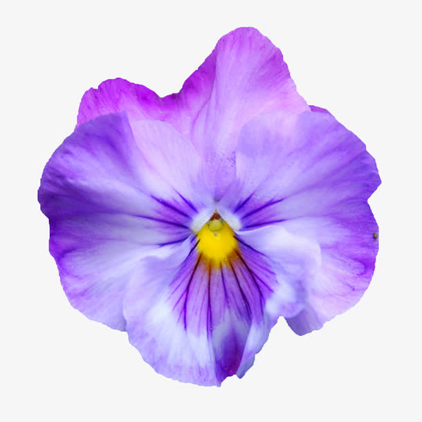 花束图片鲜花相框素材免抠