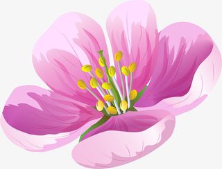 手绘粉色花朵免抠