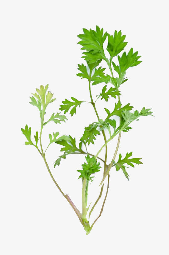 常见植物艾叶免抠