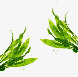 海底绿色海藻免抠