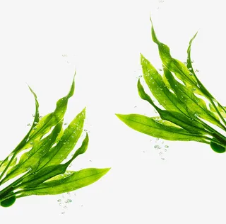 海底绿色海藻免抠