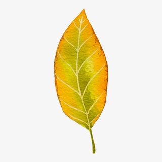 手绘树叶免抠