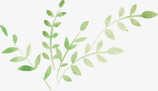 绿色手绘植物免抠