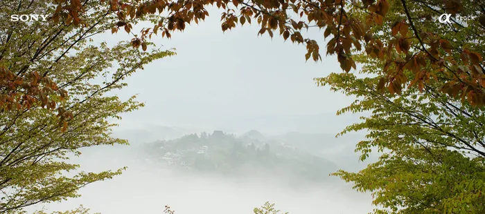 秋季淡色文艺远山树叶背景高清