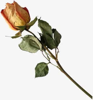 一支干枯的玫瑰花免抠 一支干枯的玫瑰花免抠