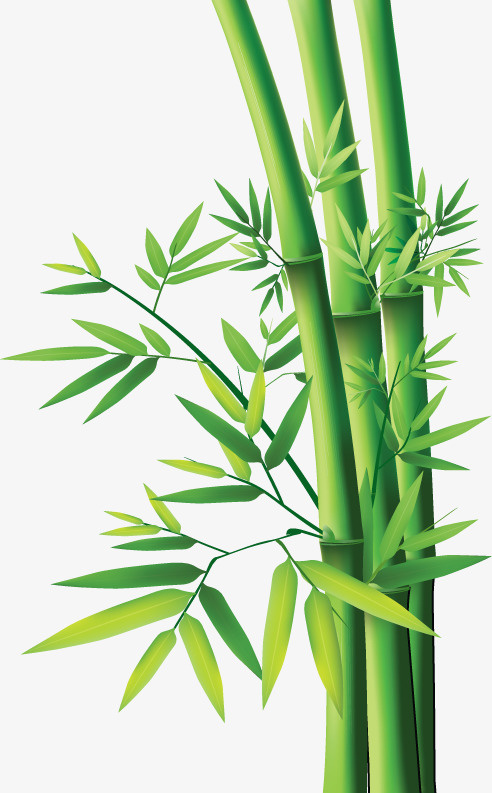 竹子 竹叶 侧面 优美免抠