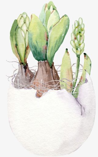 彩蛋花盆里的植物图免抠