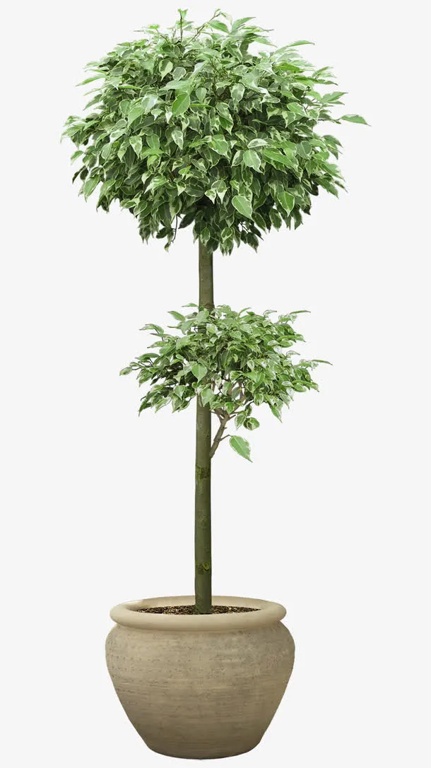 造型桂花免抠