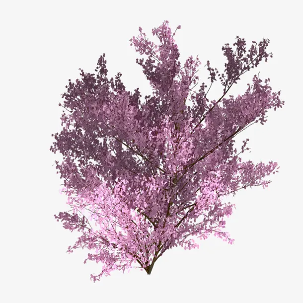 樱花树 树 分红色 红树免抠