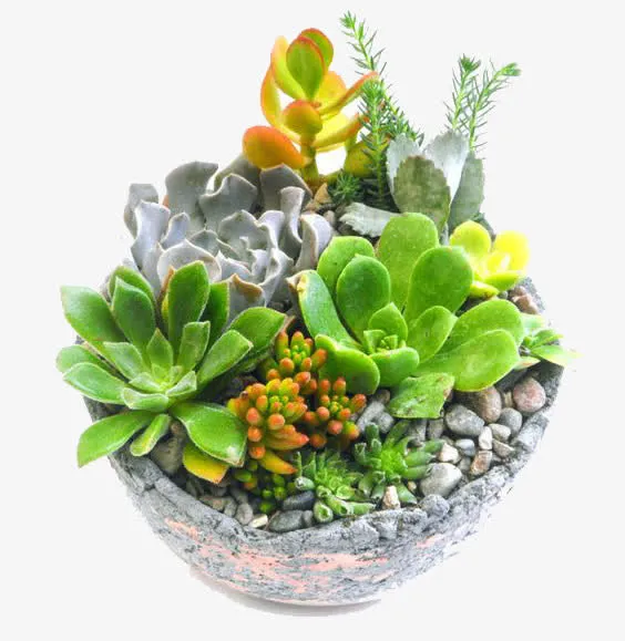 植物免抠