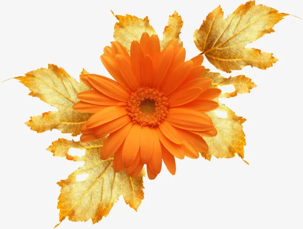 手绘花，菊花免抠
