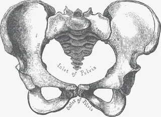 人体骨盆手绘速写免抠