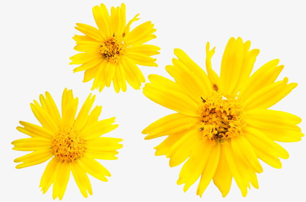 菊花壁纸免抠