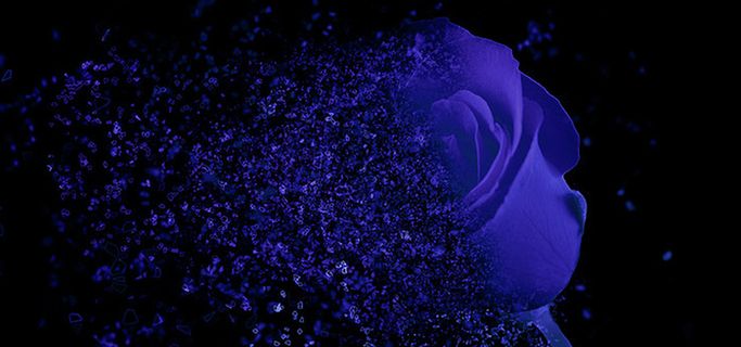 蓝色妖姬碎片化图片高清