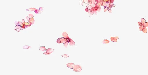 手绘白色花瓣免抠