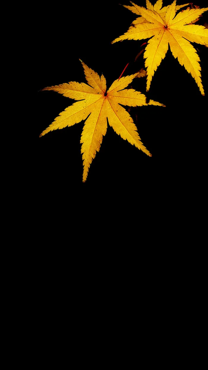 大自然 枫叶 H5背景高清