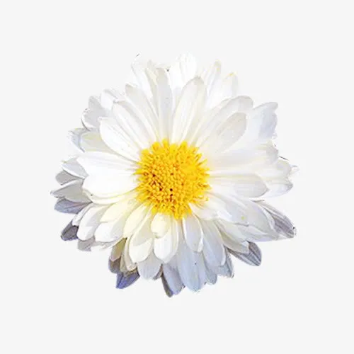 盛开的杭白菊图片素材免抠