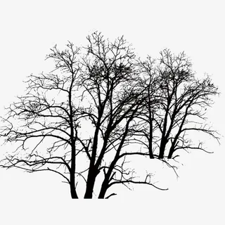 黑色树枝免抠