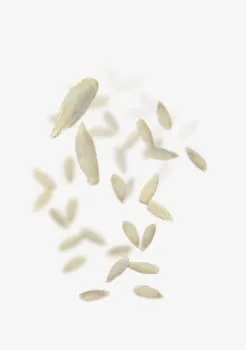 瓜子肉免抠