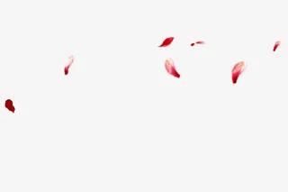 中国风素材漂浮古风素材花瓣免抠