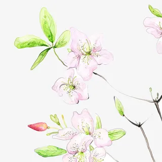 手绘桃花免抠