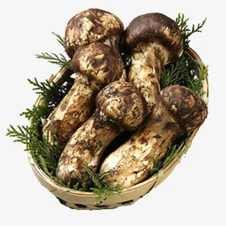 云南香格里拉野生新鲜松茸免抠