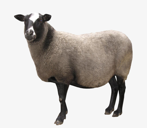 可爱柔软电商羊毛标志免抠图免抠