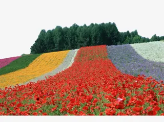 树林前的五色花海免抠