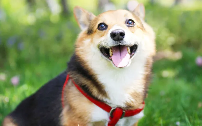 微笑的小柴犬狗高清