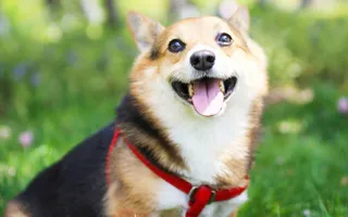 微笑的小柴犬狗高清