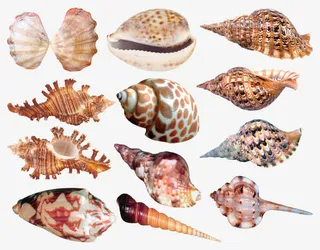 棕色海螺合集免抠