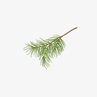 松树枝叶手绘简图免抠