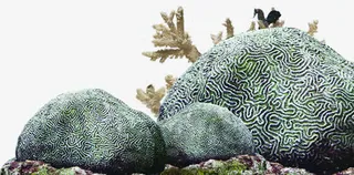 手绘夏日海底石头免抠