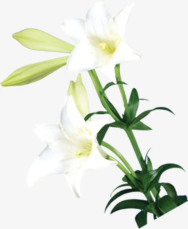 白色淡雅清新花朵草地免抠