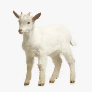 白色可爱小羊动物免抠