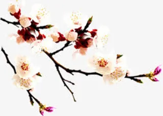 中秋节粉色桃花树枝免抠