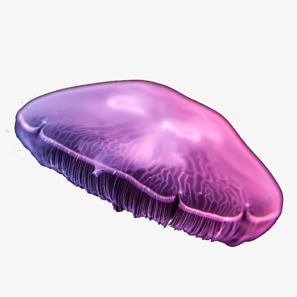 梦幻紫色海月水母免抠