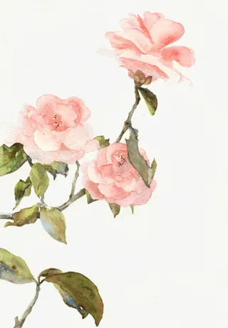 中国风植物花元素免抠