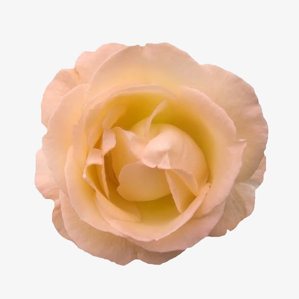 绿植花卉鲜花花卉  粉色淡雅玫免抠