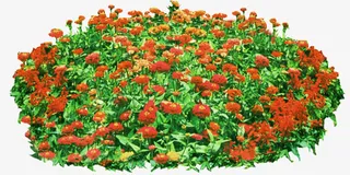 清新绿叶红色黄色花朵免抠