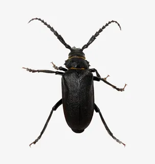 一只 甲壳虫免抠